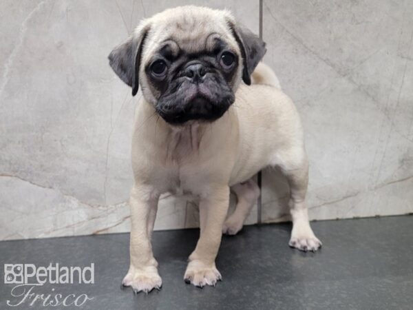 Pug-DOG-Male-FAWN-27899-Petland Frisco & Mckinney, Texas