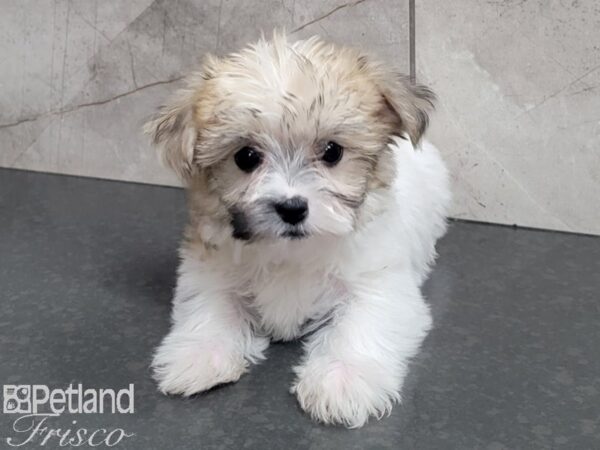 Morkie-DOG-Female-brown white-27900-Petland Frisco, Texas