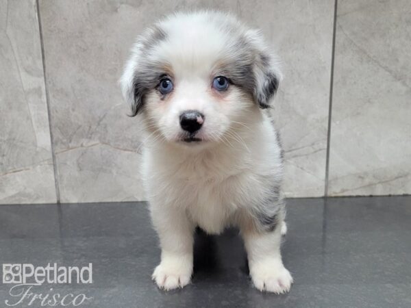 Miniature Australian Shepherd-DOG-Male-BLUE MERLE-27901-Petland Frisco & Mckinney, Texas