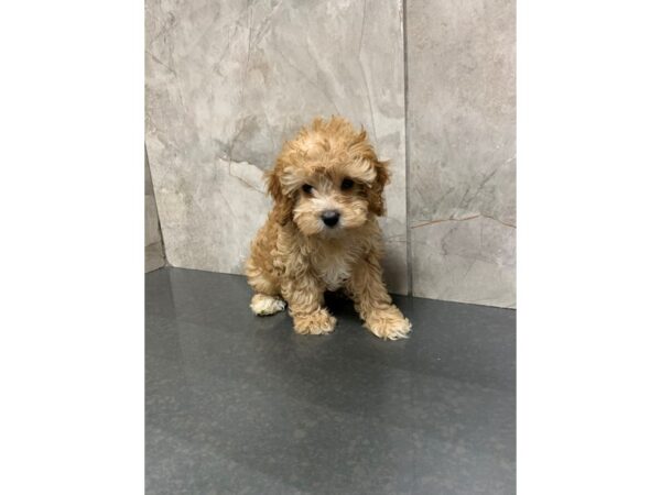 Cava Chon-DOG-Female-RED-27930-Petland Frisco & Mckinney, Texas