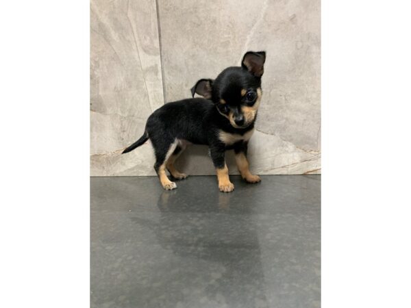 Chihuahua-DOG-Female-Black and Tan-27919-Petland Frisco & Mckinney, Texas