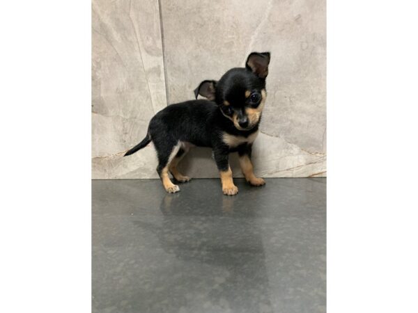 Chihuahua-DOG-Female-Black and Tan-27919-Petland Frisco, Texas