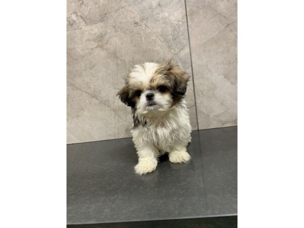 Pekashih-DOG-Male-Brown and White-27918-Petland Frisco & Mckinney, Texas