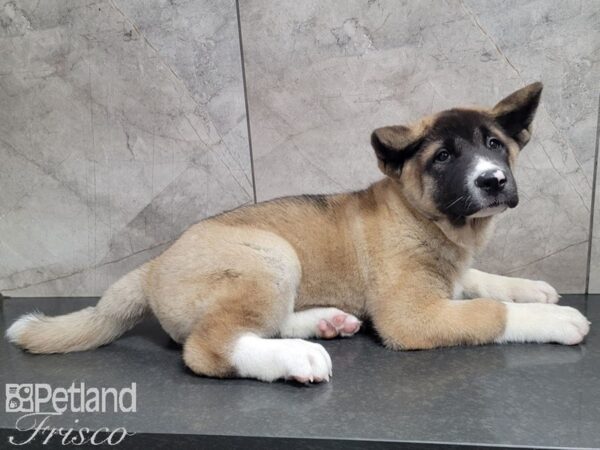 Akita DOG Male Black and Brown 27902 Petland Frisco, Texas