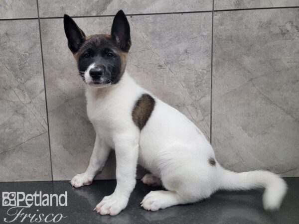 Akita DOG Female White and Black 27903 Petland Frisco, Texas