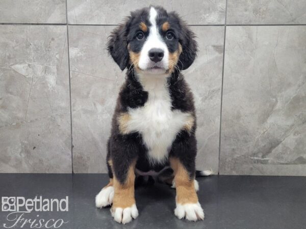 Bernese Mountain Dog-DOG-Female-Black Rust and White-27904-Petland Frisco & Mckinney, Texas