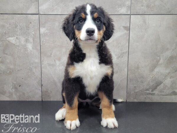 Bernese Mountain Dog DOG Female Black Rust and White 27904 Petland Frisco, Texas