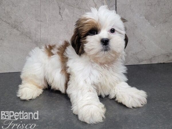 Lhasa Apso DOG Male Red Gold 27905 Petland Frisco, Texas