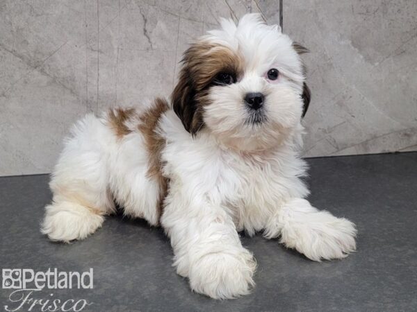Lhasa Apso-DOG-Male-Red Gold-27905-Petland Frisco & Mckinney, Texas
