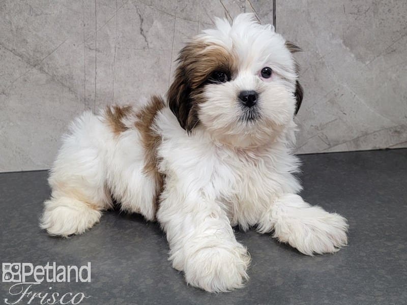 Lhasa Apso-DOG-Male-Red Gold-3162967-Petland Frisco, Texas