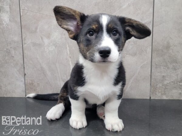 Cardigan Welsh Corgi-DOG-Female-Black and White-27906-Petland Frisco, Texas