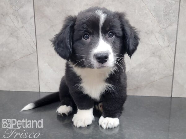 Cardigan Welsh Corgi DOG Female Black and White 27908 Petland Frisco, Texas