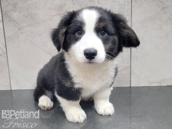 Cardigan Welsh Corgi-DOG-Female-Black and White-27909-Petland Frisco & Mckinney, Texas