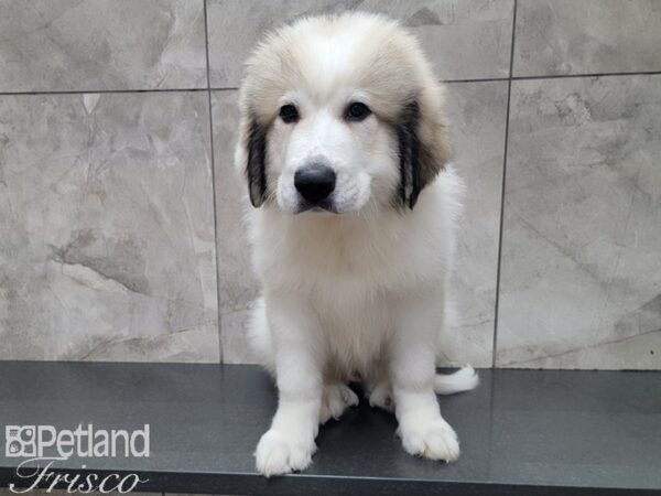 Great Pyrenees-DOG-Male-White-27910-Petland Frisco & Mckinney, Texas