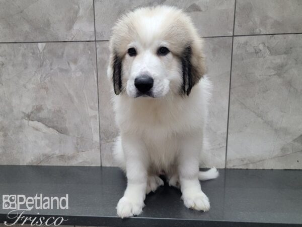 Great Pyrenees DOG Male White 27910 Petland Frisco, Texas