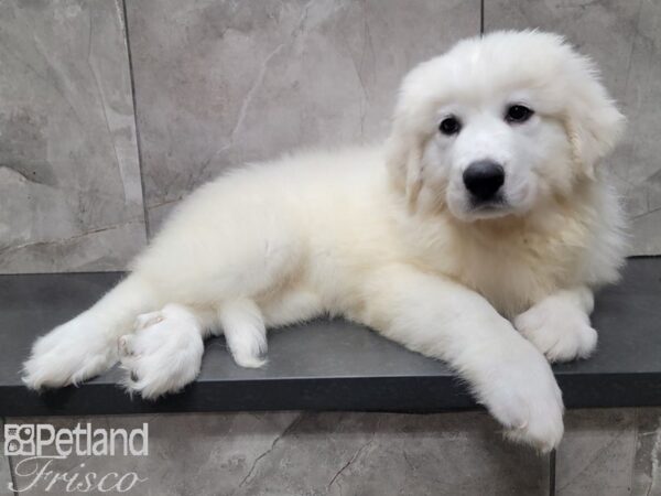 Great Pyrenees DOG Female White 27911 Petland Frisco, Texas