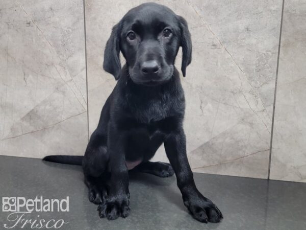 Labrador Retriever-DOG-Female-Black-27912-Petland Frisco, Texas