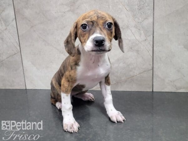 Boston Terrier/Beagle-DOG-Female-Brindle and White-27917-Petland Frisco, Texas