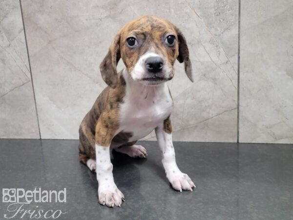 Boston Terrier/Beagle DOG Female Brindle and White 27917 Petland Frisco, Texas