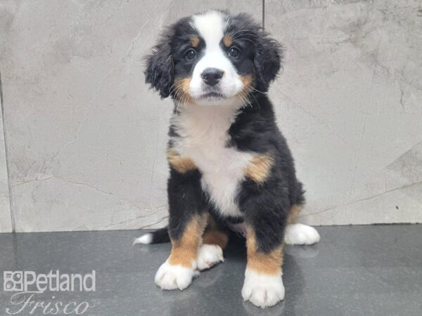 Bernese Mountain Dog DOG Male Black, Rust, and White 27920 Petland Frisco, Texas