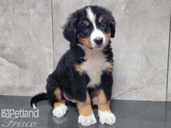 Bernese Mountain Dog DOG Male Black, Rust, and White 27921 Petland Frisco, Texas