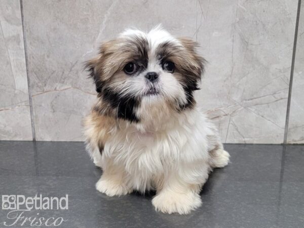 Shih Tzu-DOG-Female-Sable and White-27922-Petland Frisco & Mckinney, Texas