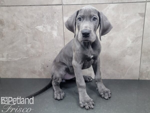 Great Dane DOG Female Blue 27944 Petland Frisco, Texas