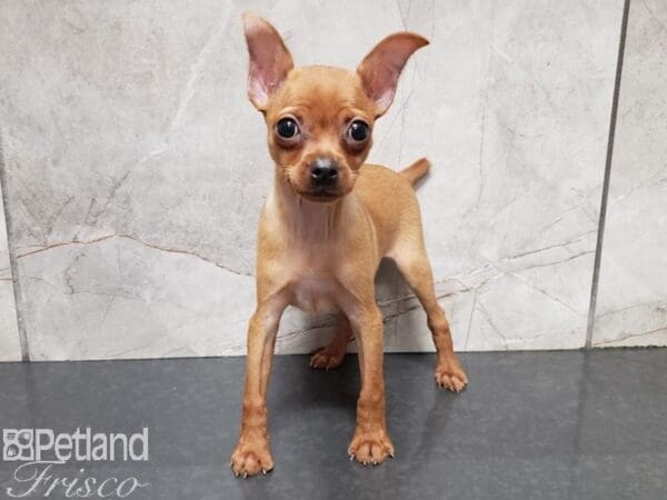 Miniature Pinscher-DOG-Female-Red-27913-Petland Frisco, Texas