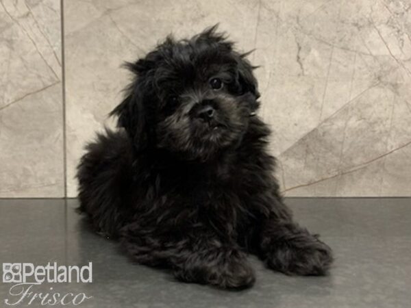 Pekapoo DOG Female Black 27915 Petland Frisco, Texas