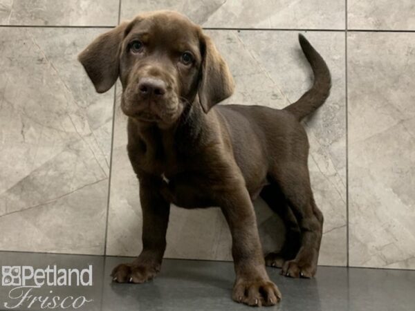 Labrador Retriever-DOG-Male-Chocolate-27923-Petland Frisco, Texas