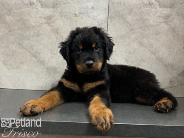 Rottweiler-DOG-Male-Black Tan-27924-Petland Frisco, Texas