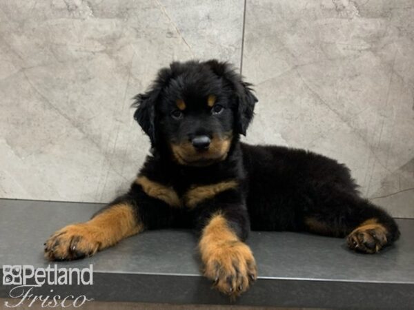 Rottweiler DOG Male Black Tan 27924 Petland Frisco, Texas