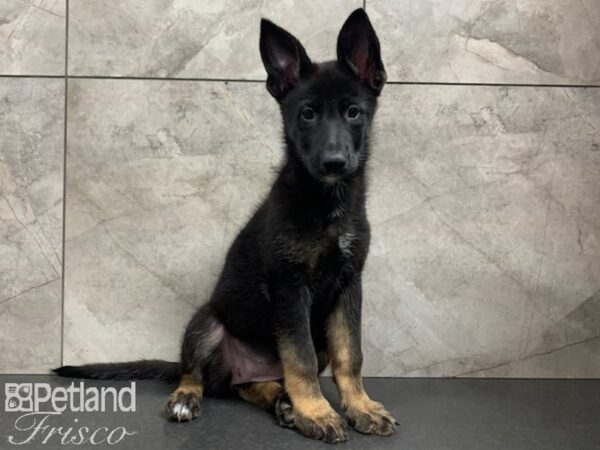 German Shepherd DOG Female BLACK TAN 27925 Petland Frisco, Texas