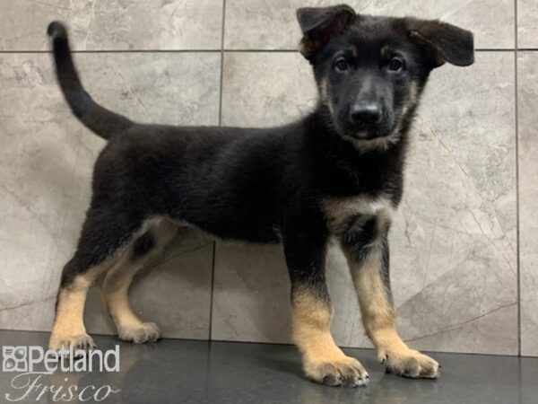 German Shepherd DOG Male BLACK TAN 27926 Petland Frisco, Texas