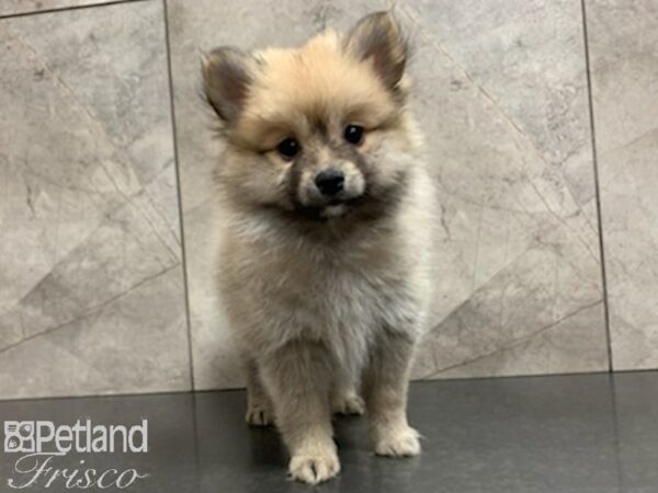 Pomeranian-DOG-Female-RED SABLE-27931-Petland Frisco, Texas