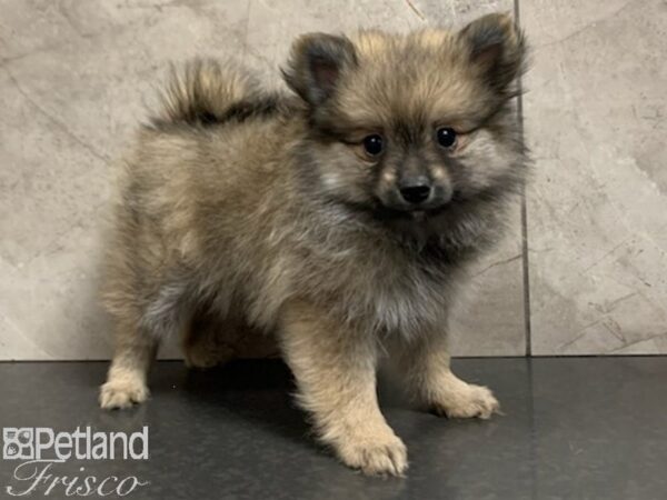 Pomeranian-DOG-Male-RED SABLE-27932-Petland Frisco, Texas