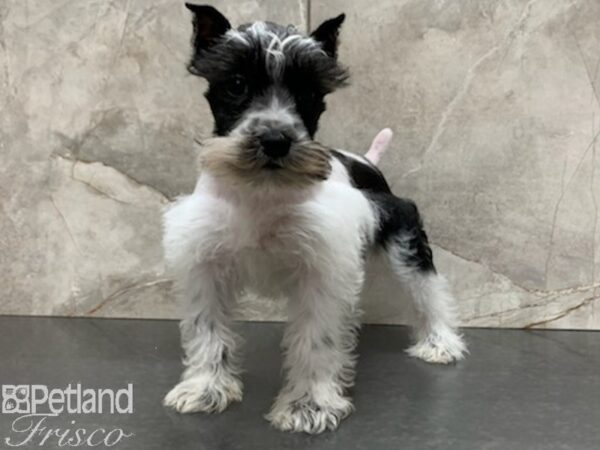 Miniature Schnauzer-DOG-Female-BLK WH-27934-Petland Frisco & Mckinney, Texas
