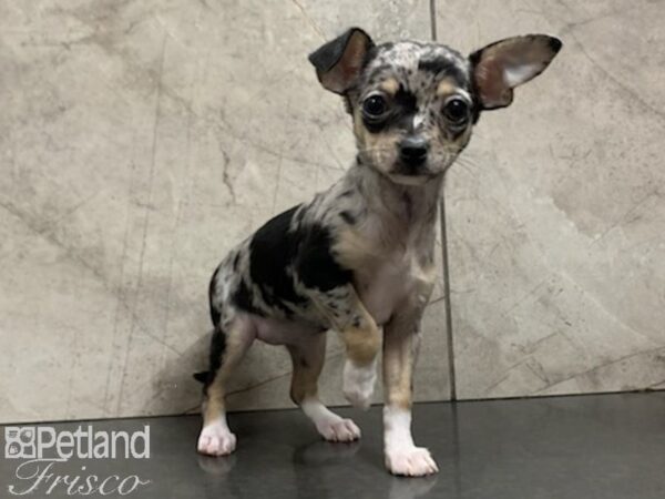 Chihuahua-DOG-Female-BLUE MERLE-27935-Petland Frisco, Texas