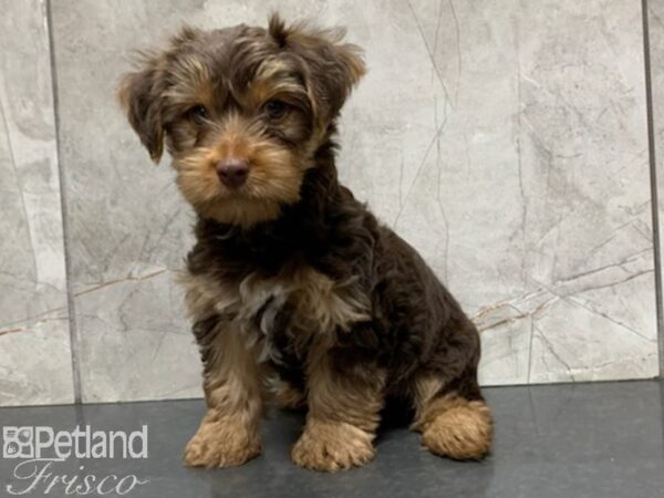 Yorkshire Terrier-DOG-Male-Chocolate/ Tan-27936-Petland Frisco & Mckinney, Texas