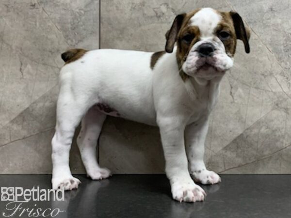 3/4 Beabull-DOG-Female-BROWN WH-27937-Petland Frisco, Texas