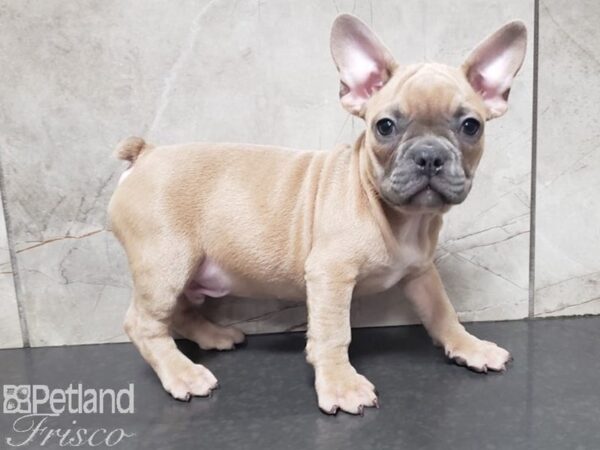 French Bulldog-DOG-Male-Blue Fawn-27939-Petland Frisco & Mckinney, Texas