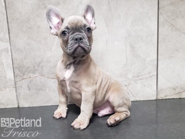 French Bulldog-DOG-Male-Blue Fawn-27940-Petland Frisco, Texas