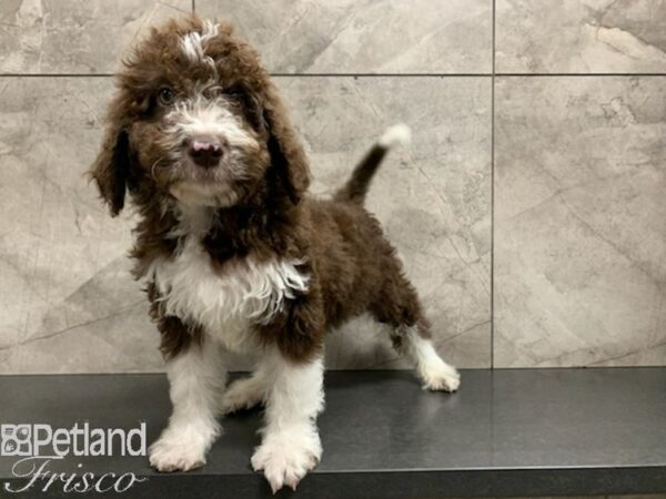 Aussiedoodle-DOG-Male-Brown and White-27941-Petland Frisco & Mckinney, Texas