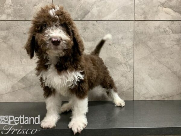 Aussiedoodle DOG Male Brown and White 27941 Petland Frisco, Texas