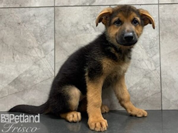 German Shepherd-DOG-Female-Black and Tan-27942-Petland Frisco & Mckinney, Texas