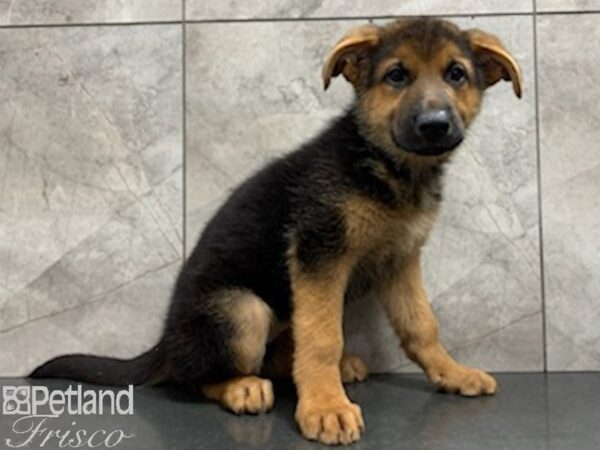 German Shepherd DOG Female Black and Tan 27942 Petland Frisco, Texas