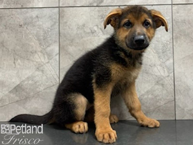 German Shepherd-DOG-Female-Black and Tan-3172666-Petland Frisco, Texas