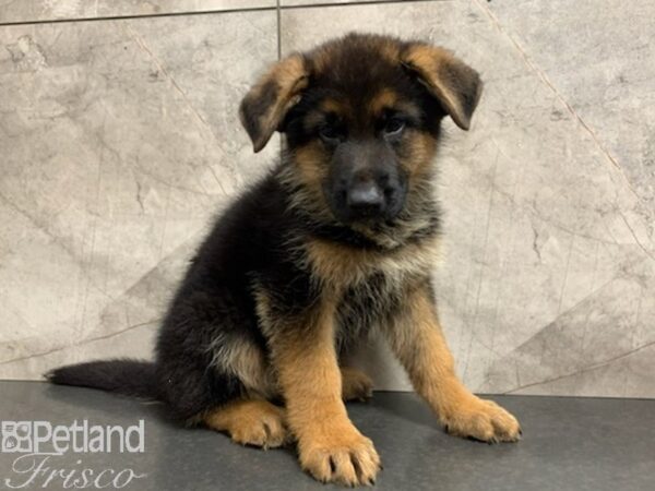 German Shepherd DOG Male Black and Tan 27943 Petland Frisco, Texas