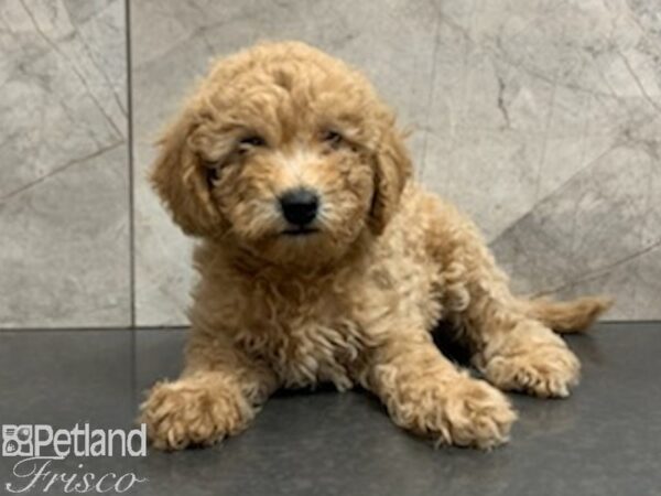 F1B Mini Goldendoodle DOG Male APRICOT 27946 Petland Frisco, Texas