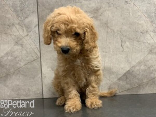 F1B Mini Goldendoodle DOG Male APRICOT 27947 Petland Frisco, Texas